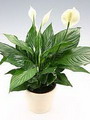 Spathiphyllum wallisii